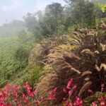 Nandita Das Instagram - Had a magical time at the #nilgiris Nature in its bloom, clean air, delicious local and curated food, and lovely authentic people. Deep conversations, lots of laughter and bliss. Came back wondering why I live in a city! @ramyaredy @rachreddy @yogithebear2 @anireddy62 @simlalrai