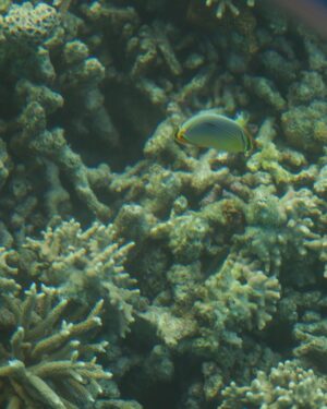 Narendra Modi Instagram - For those who wish to embrace the adventurer in them, Lakshadweep has to be on your list.

During my stay, I also tried snorkelling - what an exhilarating experience it was! 🤿