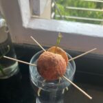 Neha Mahajan Instagram – Look at this one! What a cutie ☺️ an avocado sapling making its way into the big world, after the fruit was enjoyed on the breakfast plate a few weeks ago. #avocado #seedtosapling 
#citygarden Mumbai