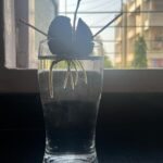 Neha Mahajan Instagram – Look at this one! What a cutie ☺️ an avocado sapling making its way into the big world, after the fruit was enjoyed on the breakfast plate a few weeks ago. #avocado #seedtosapling 
#citygarden Mumbai