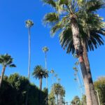Nick Barrotta Instagram - @americanfilminstitute 😎🌴 Beverly Hills, California