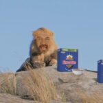 Nick Knowles Instagram – Eat Shreddies. Feel like a lion.
Be #ShreddieForAnything