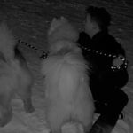 Nicolas Couteau Instagram - A la recherche d’un Dogsitter ? Call me ! 🐾🦮 Non en vrai je ne m’en sortais plus ils avaient trop de force 😂 #doglover Courchevel 1850