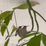 Nicole Stuart Instagram - Oh my! Maybe I was a hummingbird in my past life or it’s my spirit animal So cool to have this outside my sons bedroom door!!! Wait till the end to see him fly!! Incredible I was able to capture it on film!! So much symbolism here watching these baby birds being fed and their fear of taking their first flight but just the sheer power of them fucking going for it!!! 🍀🍀🍀💚💚🕊️🦜🐣🪺🪹 Hummingbird symbolism and meanings include joy, healing, good luck, messages from angels, and other special qualities. While they are tiny beings, hummingbirds pack a lot of powerful, positive energy. It’s no wonder they are loved by people all over the world. ⁣ .⁣ .⁣ .⁣ .⁣ .⁣ #animal #animals #artistsoninstagram #audubonsociety #best #bird #birdfreaks #birding #birdlovers #birdphotography #birdsofinstagram #birdstagram #birdwatcher #birdwatching #hummingbird #hummingbirdphotography #hummingbirds #hummingbirdsofinstagram #instabird #kings #landscapephotography #macro #natgeo #nikon #nuts_about_birds #planetbirds #watercolor #wildlife #wildlifephotography #your Los Angeles, California