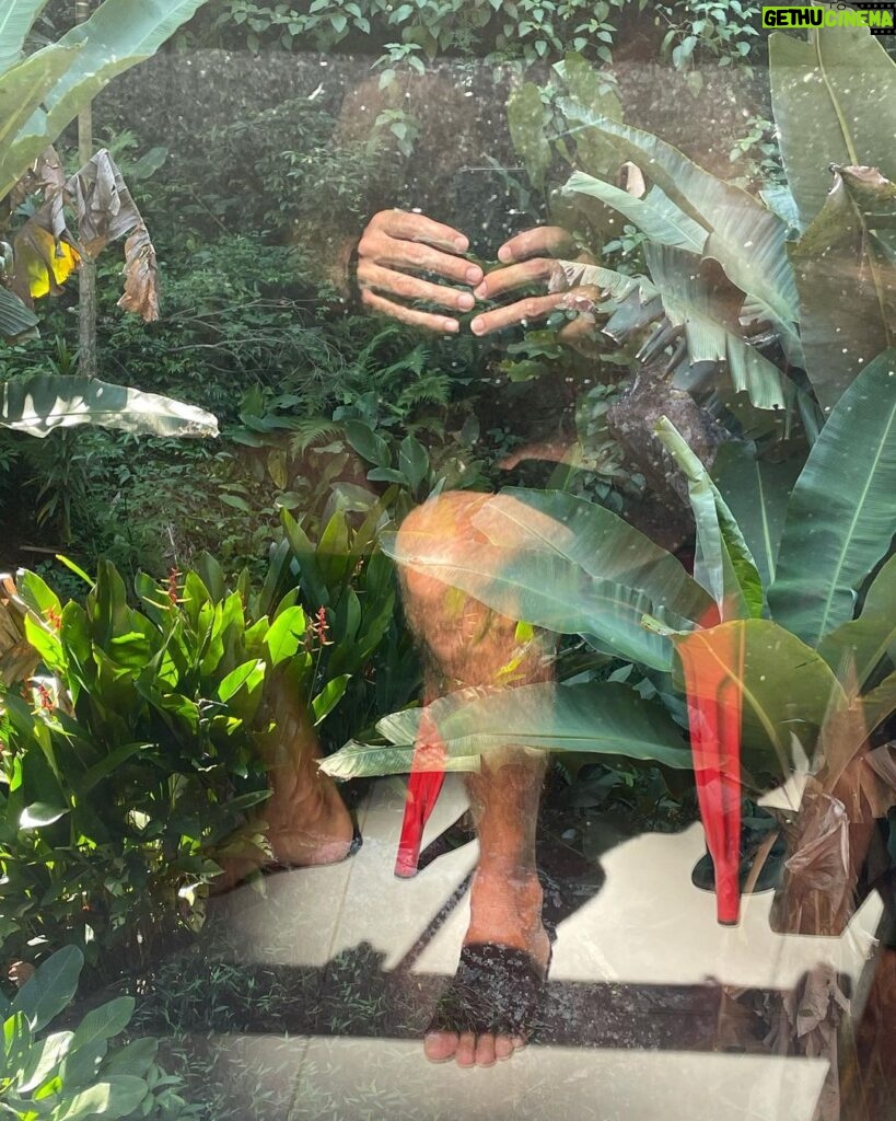 Nikolas Antunes Instagram - Tamanduá mirim Bicho-pau Saíra-sete-cores Escaravelho