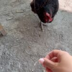 Nikoletta Ralli Instagram - Νομίζω (είμαι σίγουρη) ότι η Κρήτη έχει την καλύτερη κουζίνα, στην Ελλάδα 🇬🇷♥️ Εσείς σε ποια πόλη, νησί, χωριό, έχετε φάει αξέχαστα; Chaniá, Greece