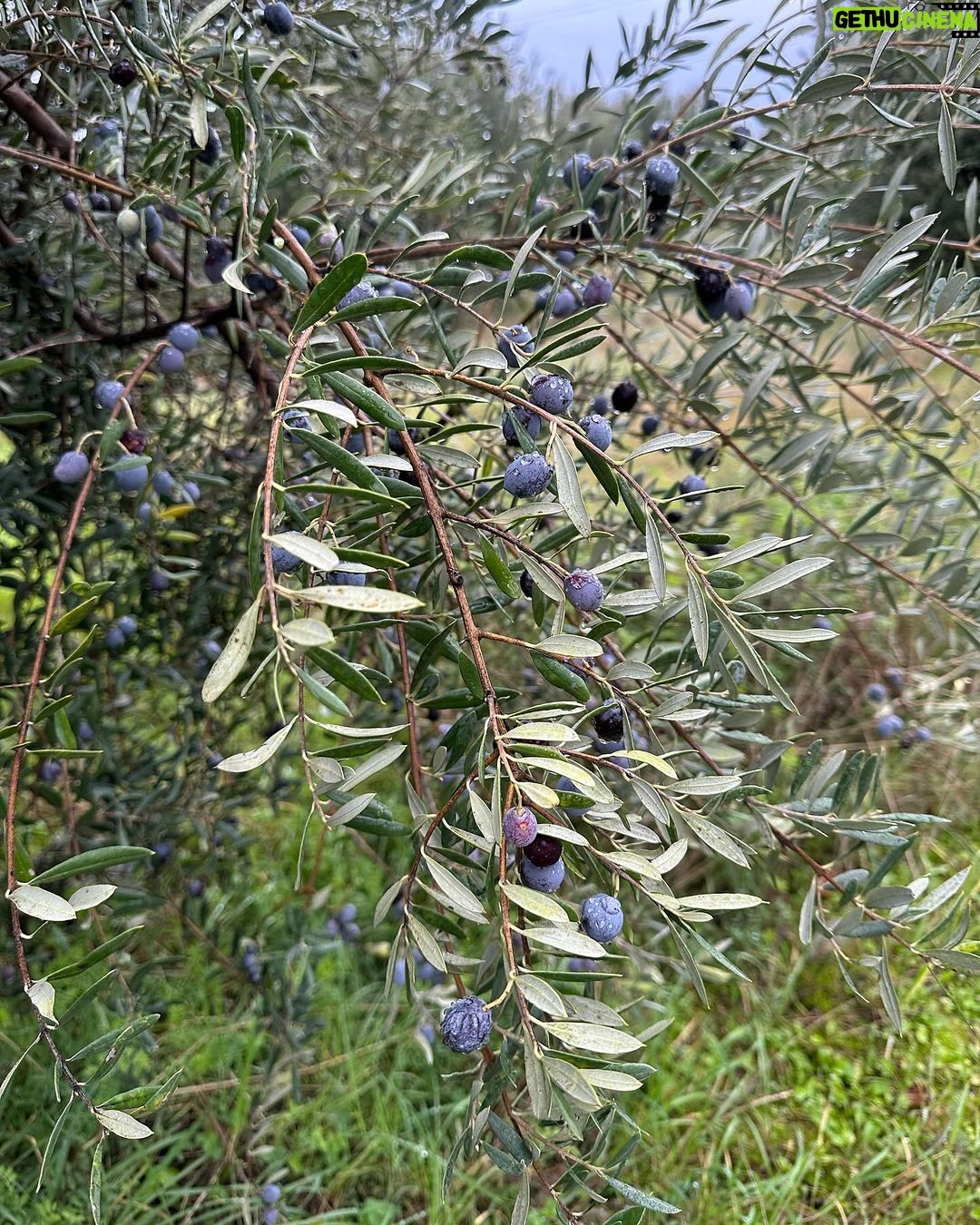Nikoletta Ralli Instagram - Σαν την φύση δεν έχει🌳🏡 Είναι στιγμές που απορώ, τι κάνω (κάνουμε) στην Αθήνα;! Ρητορική ερώτηση προφανώς…την απάντηση την ξέρω.. Πλατανος ΑΧΑΙΑΣ