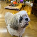 Nikoletta Ralli Instagram - Σαββατόβραδο γύρω από το Χριστουγεννιάτικο δέντρο🎄 1. Φωτογραφια από το παιδάκι μου ♥️ 2. No Photo Please 🛑 3. Candy 🍭 4. Chocolate lava🌋 5. Tea time 🫖 6. Φωτογραφίες που κάθε γονιός βρίσκει στο κινητό του🤣 7. Φυσικά και είναι πεντανόστιμο😎 Athens, Greece
