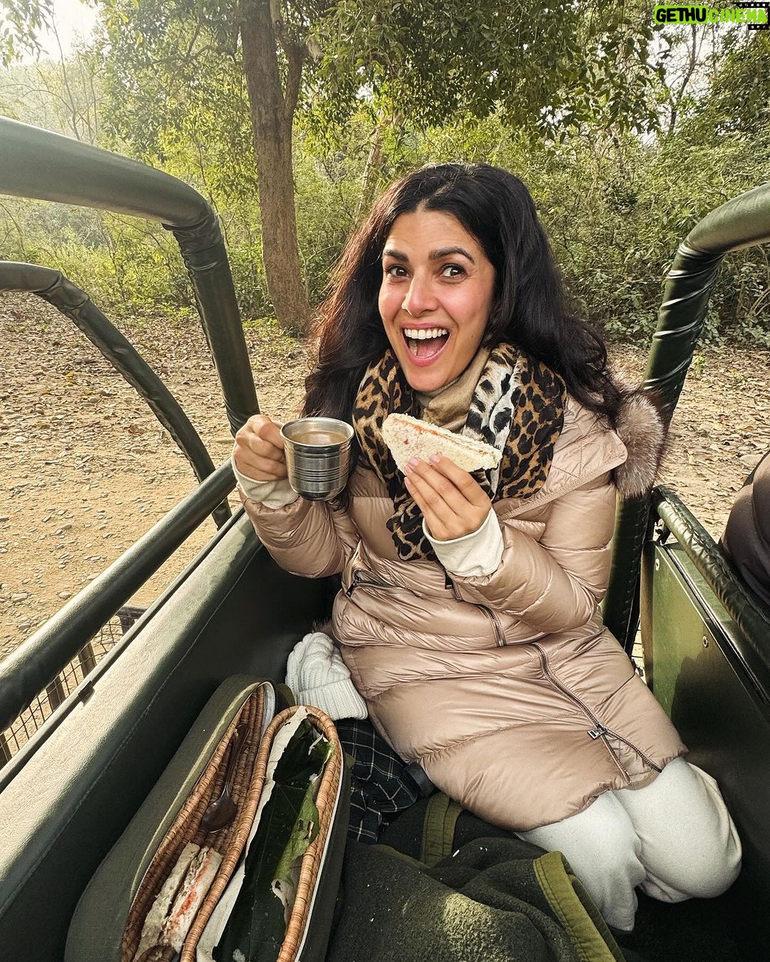 Nimrat Kaur Instagram - Had my first coffee and breakfast and my heart’s fill of love and laughter with my family in the wild. Spent all of the first day of the new year deep in the jungles of Kumaon, capturing it from before sunrise till after sunset. Happy New Year and wishing you the best start to 2024!! ♥️🍀🐾🐯 #wellbegunishalfdone #2024♥️ #shotonihone15promax #BharatKiNimrat Jim Corbett National park, Nainitaal