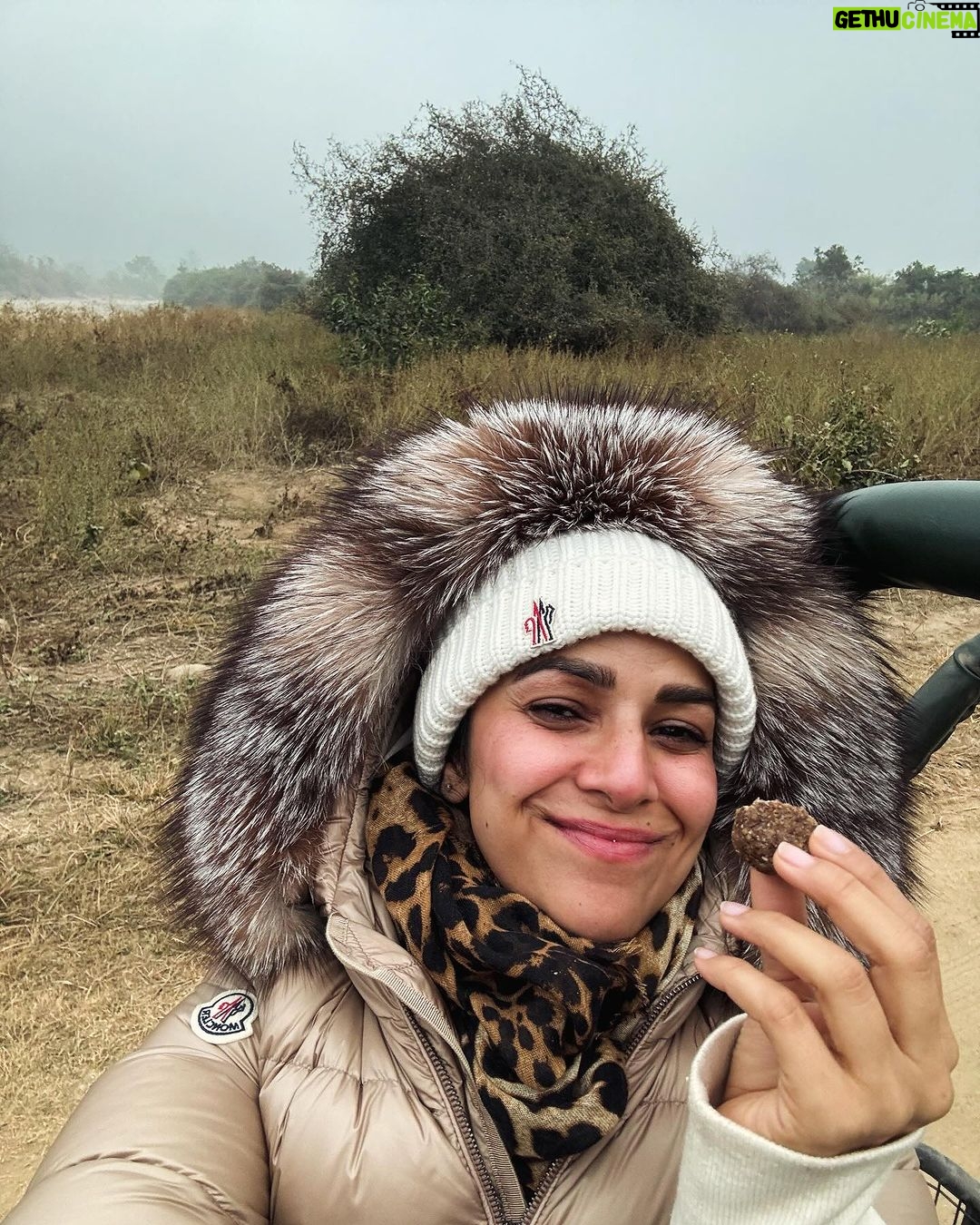 Nimrat Kaur Instagram - Had my first coffee and breakfast and my heart’s fill of love and laughter with my family in the wild. Spent all of the first day of the new year deep in the jungles of Kumaon, capturing it from before sunrise till after sunset. Happy New Year and wishing you the best start to 2024!! ♥️🍀🐾🐯 #wellbegunishalfdone #2024♥️ #shotonihone15promax #BharatKiNimrat Jim Corbett National park, Nainitaal