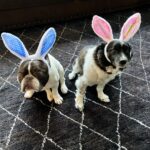 Nina Dobrev Instagram - something’s off about these bunnies 🐰