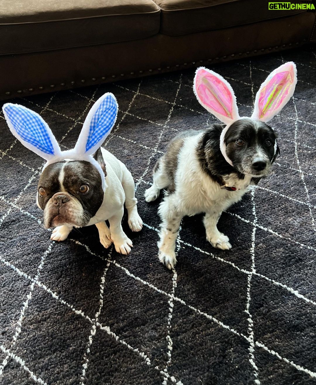 Nina Dobrev Instagram - something’s off about these bunnies 🐰