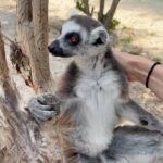 Nina Dobrev Instagram – officially an unofficial certified lemur masseuse ✅