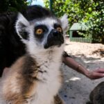 Nina Dobrev Instagram – officially an unofficial certified lemur masseuse ✅