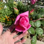 Noël Wells Instagram – spring has spring!