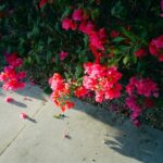 Noël Wells Instagram - getting square
