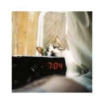 Noël Wells Instagram - just wanna get this out while I have my wits about me, but sadly today me and flinty had to put Mr. Feeny to sleep. To those who knew him, you know this is an end of a freaking era and I'm absolutely beside myself with sadness. 17 years. He was a cool fucking cat, who traversed many college adventures, apartments, houses, boyfriends, and eventually traveled 2000 miles to Los Angeles California where he settled underneath the Hollywood sign, calling Beachwood Canyon home. He was a soulmate and companion through many episodes of my youthful immaturity, but was very much loved and quite an honored and illustrious feline who would take walks around the neighborhood and played fetch. He made many brushes with death, but many more brushes with notoriety, landing himself in a viral zine (How to Talk To Your Cat About Gun Safety) being featured in a a published book (Cat Lady, curated by Leah Goren) and of course, he was the inspiration and basis for my first feature film "Mr. Roosevelt." We were lucky to be there with him in his final moments, and he was in my arms with his pretty white paws resting on my wrists like he used to when he was a lil one. Thank you so much Flint for being a good cat dad, and thank you Dave for everything. Thanks to all my friends who knew and got him. For just a fucking cat he was one of the very greats.