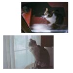 Noël Wells Instagram - just wanna get this out while I have my wits about me, but sadly today me and flinty had to put Mr. Feeny to sleep. To those who knew him, you know this is an end of a freaking era and I'm absolutely beside myself with sadness. 17 years. He was a cool fucking cat, who traversed many college adventures, apartments, houses, boyfriends, and eventually traveled 2000 miles to Los Angeles California where he settled underneath the Hollywood sign, calling Beachwood Canyon home. He was a soulmate and companion through many episodes of my youthful immaturity, but was very much loved and quite an honored and illustrious feline who would take walks around the neighborhood and played fetch. He made many brushes with death, but many more brushes with notoriety, landing himself in a viral zine (How to Talk To Your Cat About Gun Safety) being featured in a a published book (Cat Lady, curated by Leah Goren) and of course, he was the inspiration and basis for my first feature film "Mr. Roosevelt." We were lucky to be there with him in his final moments, and he was in my arms with his pretty white paws resting on my wrists like he used to when he was a lil one. Thank you so much Flint for being a good cat dad, and thank you Dave for everything. Thanks to all my friends who knew and got him. For just a fucking cat he was one of the very greats.