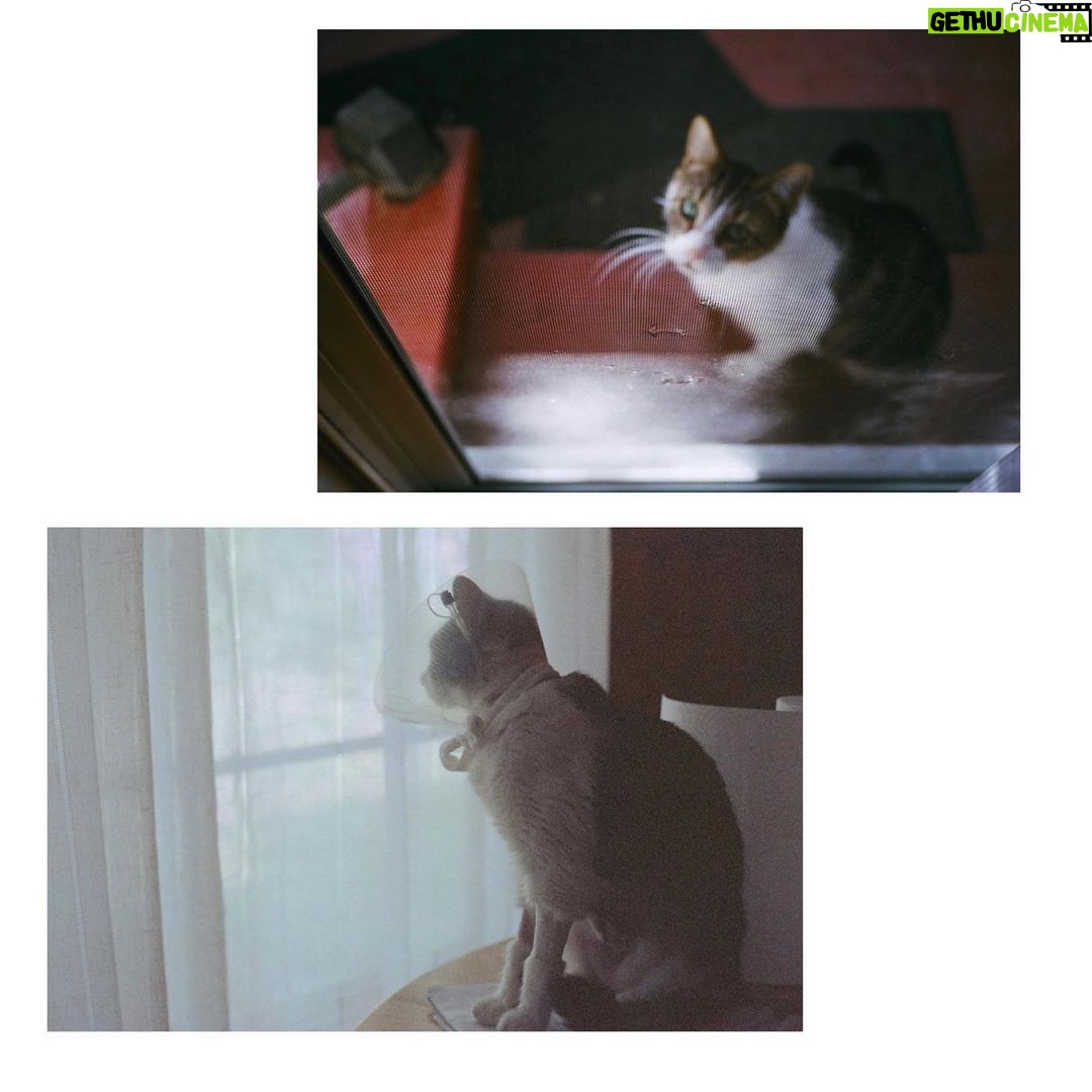 Noël Wells Instagram - just wanna get this out while I have my wits about me, but sadly today me and flinty had to put Mr. Feeny to sleep. To those who knew him, you know this is an end of a freaking era and I'm absolutely beside myself with sadness. 17 years. He was a cool fucking cat, who traversed many college adventures, apartments, houses, boyfriends, and eventually traveled 2000 miles to Los Angeles California where he settled underneath the Hollywood sign, calling Beachwood Canyon home. He was a soulmate and companion through many episodes of my youthful immaturity, but was very much loved and quite an honored and illustrious feline who would take walks around the neighborhood and played fetch. He made many brushes with death, but many more brushes with notoriety, landing himself in a viral zine (How to Talk To Your Cat About Gun Safety) being featured in a a published book (Cat Lady, curated by Leah Goren) and of course, he was the inspiration and basis for my first feature film "Mr. Roosevelt." We were lucky to be there with him in his final moments, and he was in my arms with his pretty white paws resting on my wrists like he used to when he was a lil one. Thank you so much Flint for being a good cat dad, and thank you Dave for everything. Thanks to all my friends who knew and got him. For just a fucking cat he was one of the very greats.