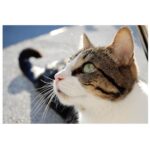 Noël Wells Instagram - just wanna get this out while I have my wits about me, but sadly today me and flinty had to put Mr. Feeny to sleep. To those who knew him, you know this is an end of a freaking era and I'm absolutely beside myself with sadness. 17 years. He was a cool fucking cat, who traversed many college adventures, apartments, houses, boyfriends, and eventually traveled 2000 miles to Los Angeles California where he settled underneath the Hollywood sign, calling Beachwood Canyon home. He was a soulmate and companion through many episodes of my youthful immaturity, but was very much loved and quite an honored and illustrious feline who would take walks around the neighborhood and played fetch. He made many brushes with death, but many more brushes with notoriety, landing himself in a viral zine (How to Talk To Your Cat About Gun Safety) being featured in a a published book (Cat Lady, curated by Leah Goren) and of course, he was the inspiration and basis for my first feature film "Mr. Roosevelt." We were lucky to be there with him in his final moments, and he was in my arms with his pretty white paws resting on my wrists like he used to when he was a lil one. Thank you so much Flint for being a good cat dad, and thank you Dave for everything. Thanks to all my friends who knew and got him. For just a fucking cat he was one of the very greats.