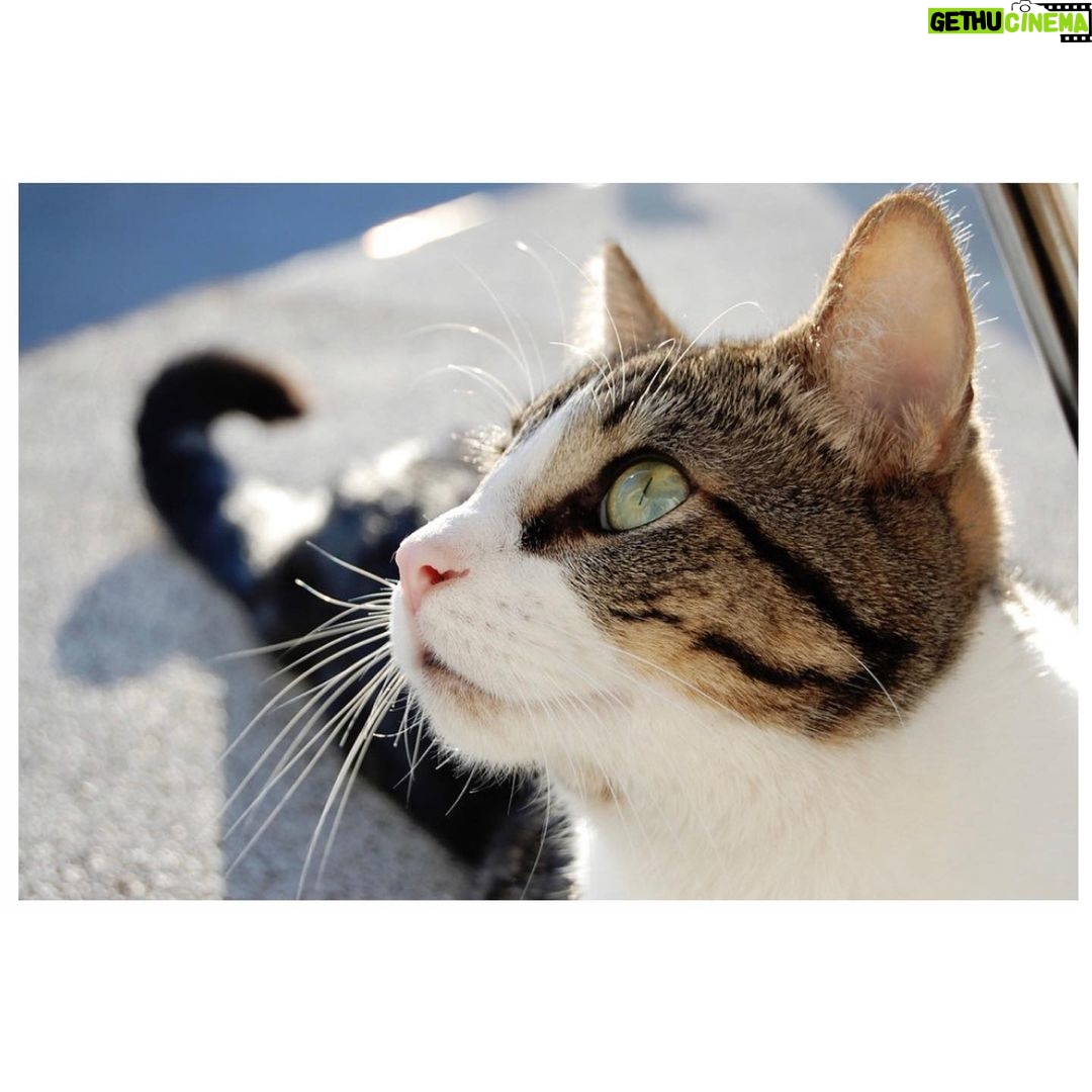 Noël Wells Instagram - just wanna get this out while I have my wits about me, but sadly today me and flinty had to put Mr. Feeny to sleep. To those who knew him, you know this is an end of a freaking era and I'm absolutely beside myself with sadness. 17 years. He was a cool fucking cat, who traversed many college adventures, apartments, houses, boyfriends, and eventually traveled 2000 miles to Los Angeles California where he settled underneath the Hollywood sign, calling Beachwood Canyon home. He was a soulmate and companion through many episodes of my youthful immaturity, but was very much loved and quite an honored and illustrious feline who would take walks around the neighborhood and played fetch. He made many brushes with death, but many more brushes with notoriety, landing himself in a viral zine (How to Talk To Your Cat About Gun Safety) being featured in a a published book (Cat Lady, curated by Leah Goren) and of course, he was the inspiration and basis for my first feature film "Mr. Roosevelt." We were lucky to be there with him in his final moments, and he was in my arms with his pretty white paws resting on my wrists like he used to when he was a lil one. Thank you so much Flint for being a good cat dad, and thank you Dave for everything. Thanks to all my friends who knew and got him. For just a fucking cat he was one of the very greats.