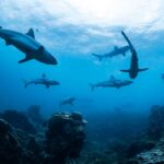 Noah Schnapp Instagram - @sharkweek Bahamas