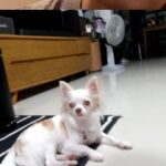 Noppharnach Chaiwimol Instagram - กลับละจ้า...รีบกลับบ้านเพราะคิดถึงหมามีอยู่จริง🐶