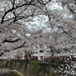 Noppharnach Chaiwimol Instagram - 🌸ซากุระ ซากุเรอะ ซากุริ🌸 #ญี่ปุ่นญี่ใจ2023 🇯🇵 Meguro, Tokyo