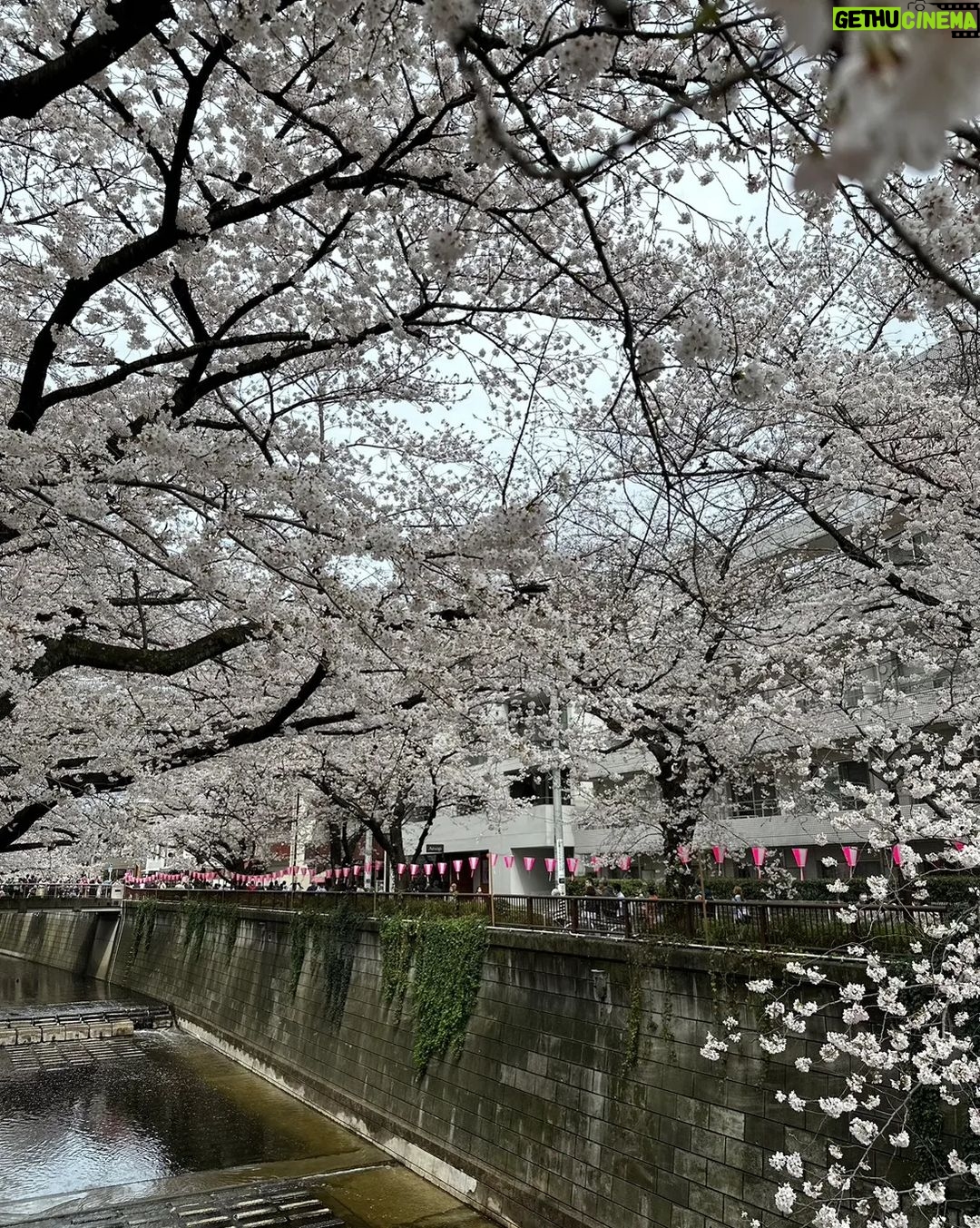 Noppharnach Chaiwimol Instagram - 🌸ซากุระ ซากุเรอะ ซากุริ🌸 #ญี่ปุ่นญี่ใจ2023 🇯🇵 Meguro, Tokyo