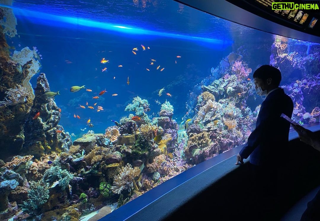 Norihiro Urai Instagram - 男性ブランコのオンラインコントライブ 『トワイライト水族館』 2022年12月9日(金)21時配信開始 オンラインチケット販売中! ※12月16日(金)までアーカイブ視聴いただけます。 ※現在イベント割が適用されています。この機会に是非! 詳しくはFANY online ticketで! 作・出演:男性ブランコ(浦井のりひろ 平井まさあき) ビジュアルデザイン:川名潤 ビジュアルイラスト:長嶋祐成 #男性ブランコ #オンラインコントライブ #トワイライト水族館 #サンシャイン水族館 サンシャイン水族館-Sunshine Aquarium