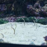 Norihiro Urai Instagram - 男性ブランコのオンラインコントライブ 『トワイライト水族館』 2022年12月9日（金）21時配信開始 オンラインチケット販売中！ ※12月16日（金）までアーカイブ視聴いただけます。 ※現在イベント割が適用されています。この機会に是非！ 詳しくはFANY online ticketで！ 作・出演：男性ブランコ（浦井のりひろ 平井まさあき） ビジュアルデザイン：川名潤 ビジュアルイラスト：長嶋祐成 #男性ブランコ #オンラインコントライブ #トワイライト水族館 #サンシャイン水族館 サンシャイン水族館-Sunshine Aquarium