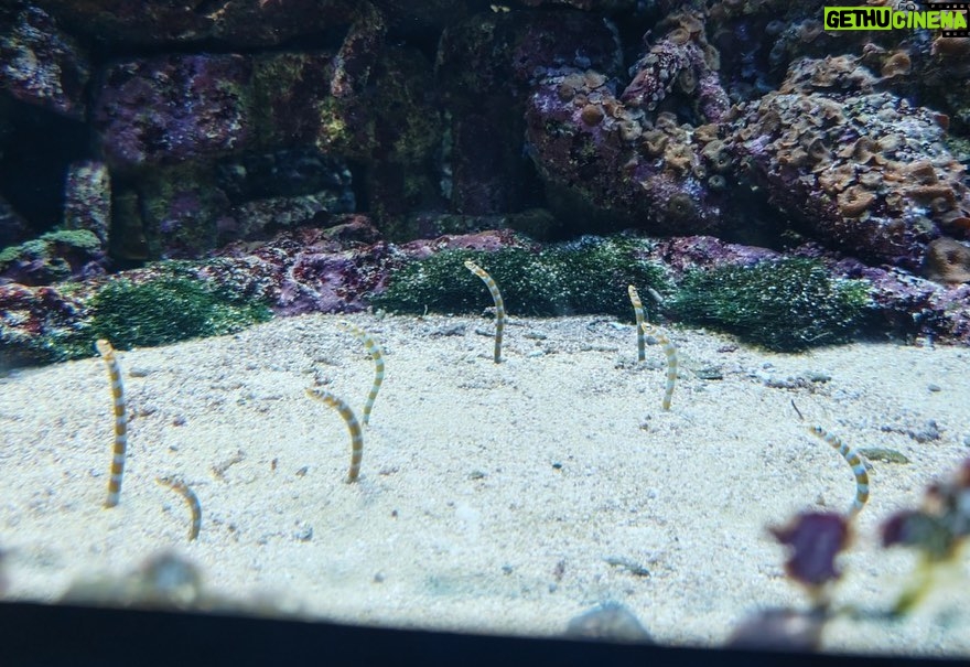 Norihiro Urai Instagram - 男性ブランコのオンラインコントライブ 『トワイライト水族館』 2022年12月9日(金)21時配信開始 オンラインチケット販売中! ※12月16日(金)までアーカイブ視聴いただけます。 ※現在イベント割が適用されています。この機会に是非! 詳しくはFANY online ticketで! 作・出演:男性ブランコ(浦井のりひろ 平井まさあき) ビジュアルデザイン:川名潤 ビジュアルイラスト:長嶋祐成 #男性ブランコ #オンラインコントライブ #トワイライト水族館 #サンシャイン水族館 サンシャイン水族館-Sunshine Aquarium