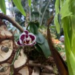 Olivia Collins Instagram - Un 1 de enero dedicado a estar y no pensar, a sentir y contemplar lo que ya es, la belleza que siempre se puede encontrar y la magia qué hay en la naturaleza que somos 🐛🌺🍄🍂🌻🍁🪷🌿 Y a ser niña junto con mi niño, dejándome sorprender por lo mundano, lo cotidiano y lo extraordinario de la vida 🐿🌳🦜 #vidacollins #vancouver #bloedelobservatory #vacaciones #familia Bloedel Conservatory