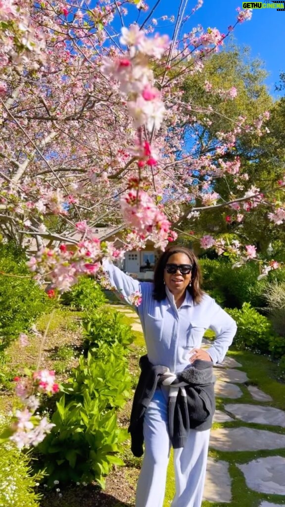 Oprah Winfrey Instagram - Spring is flaunting in my backyard! This season makes me siiiiiing 🌷🌷🌷