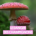 Pablo Mira Instagram – Pablo vous le dit il faut se méfier de la cueillette aux champignons 🍄