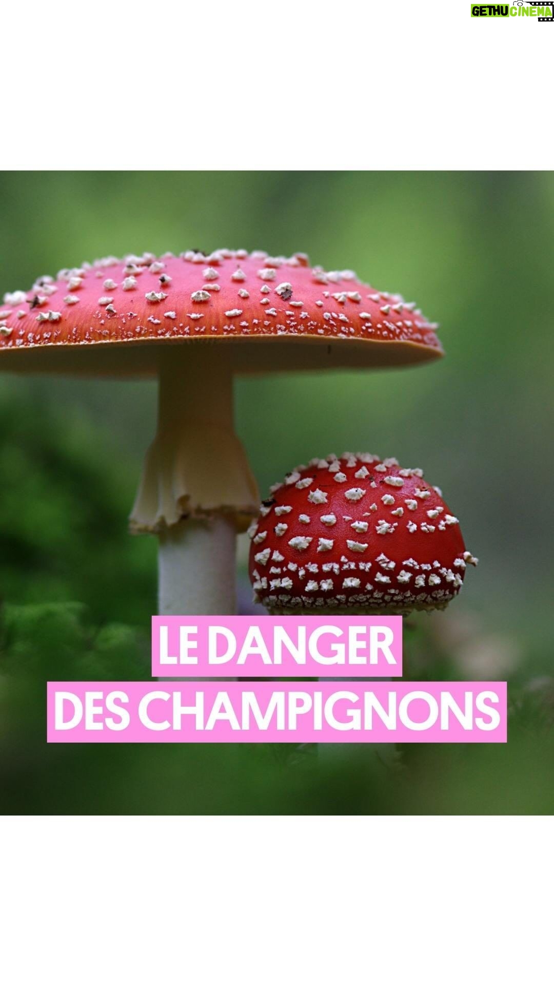Pablo Mira - 7.1K Likes - Pablo vous le dit il faut se méfier de la cueillette aux champignons 🍄