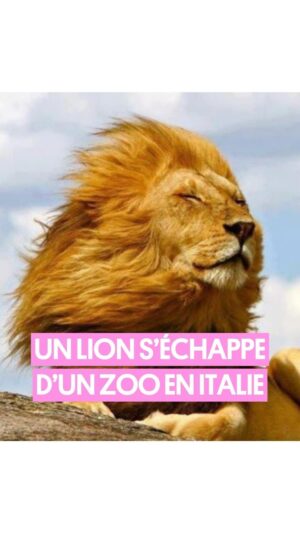 Pablo Mira Instagram - Un lion s’est échappé d’un zoo, une nouvelle qui attriste fortement Pablo 🦁