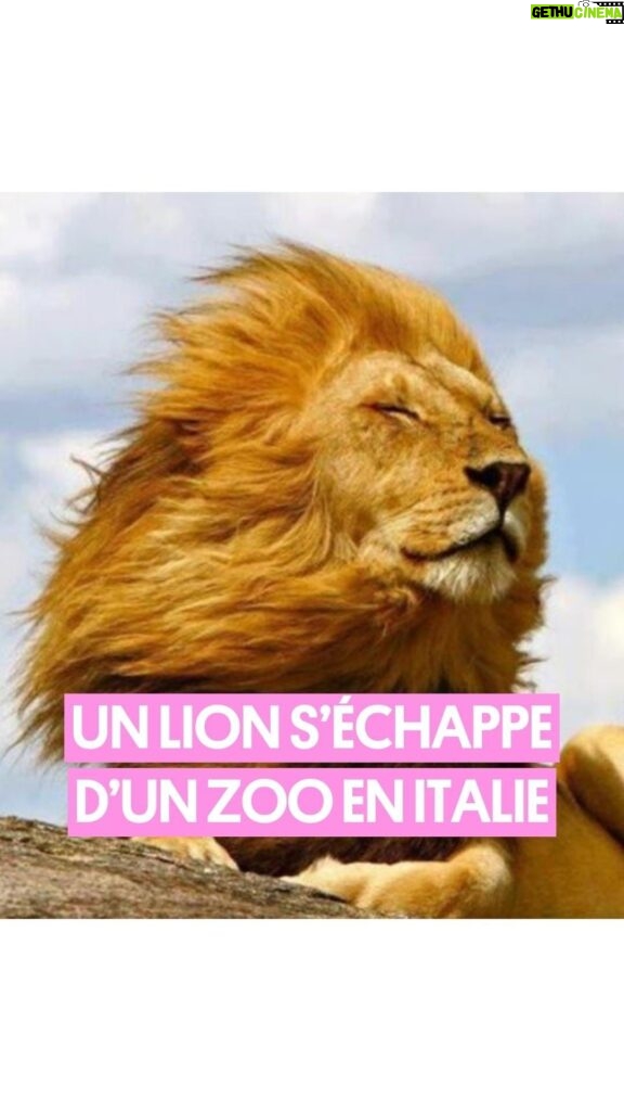 Pablo Mira Instagram - Un lion s’est échappé d’un zoo, une nouvelle qui attriste fortement Pablo 🦁