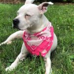Pam Tillis Instagram - Every day’s a dog day of summer around here in the best sense of the word. Here’s Pearl aka “the best one ever” sporting a bandana by Linda Stowe! #dogsofinstagram #dogstagram #dogslife Nashville, Tennessee