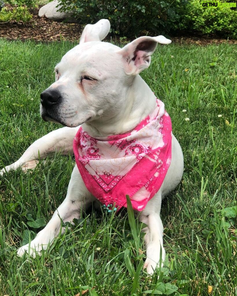 Pam Tillis Instagram - Every day’s a dog day of summer around here in the best sense of the word. Here’s Pearl aka “the best one ever” sporting a bandana by Linda Stowe! #dogsofinstagram #dogstagram #dogslife Nashville, Tennessee