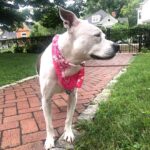 Pam Tillis Instagram - Every day’s a dog day of summer around here in the best sense of the word. Here’s Pearl aka “the best one ever” sporting a bandana by Linda Stowe! #dogsofinstagram #dogstagram #dogslife Nashville, Tennessee