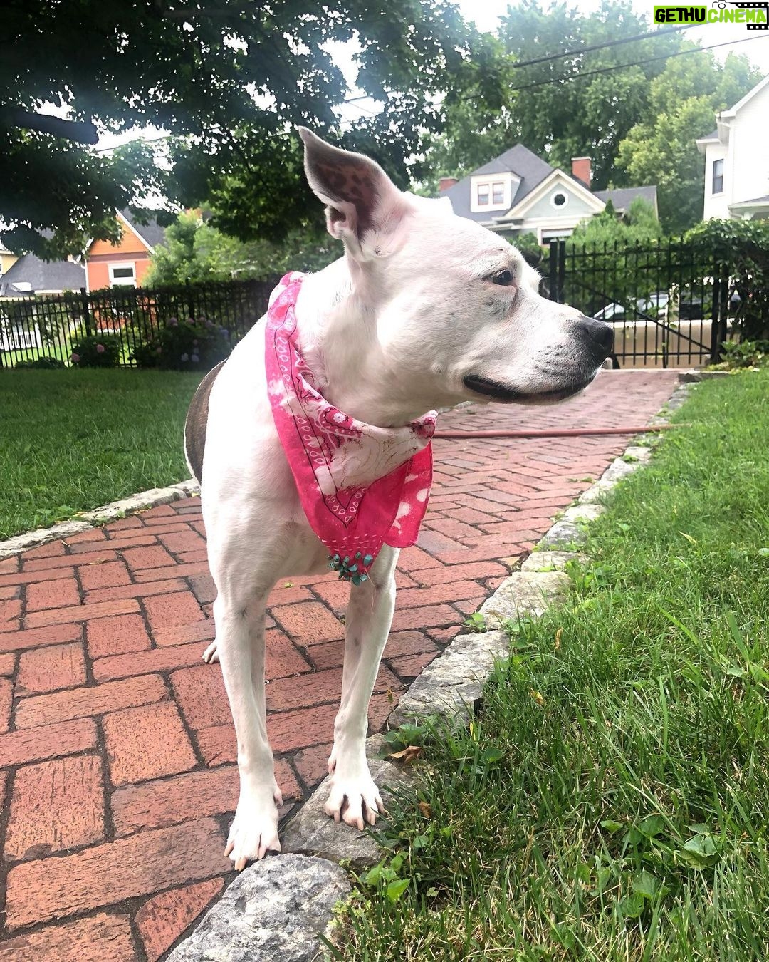 Pam Tillis Instagram - Every day’s a dog day of summer around here in the best sense of the word. Here’s Pearl aka “the best one ever” sporting a bandana by Linda Stowe! #dogsofinstagram #dogstagram #dogslife Nashville, Tennessee