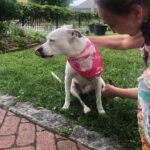 Pam Tillis Instagram - Every day’s a dog day of summer around here in the best sense of the word. Here’s Pearl aka “the best one ever” sporting a bandana by Linda Stowe! #dogsofinstagram #dogstagram #dogslife Nashville, Tennessee