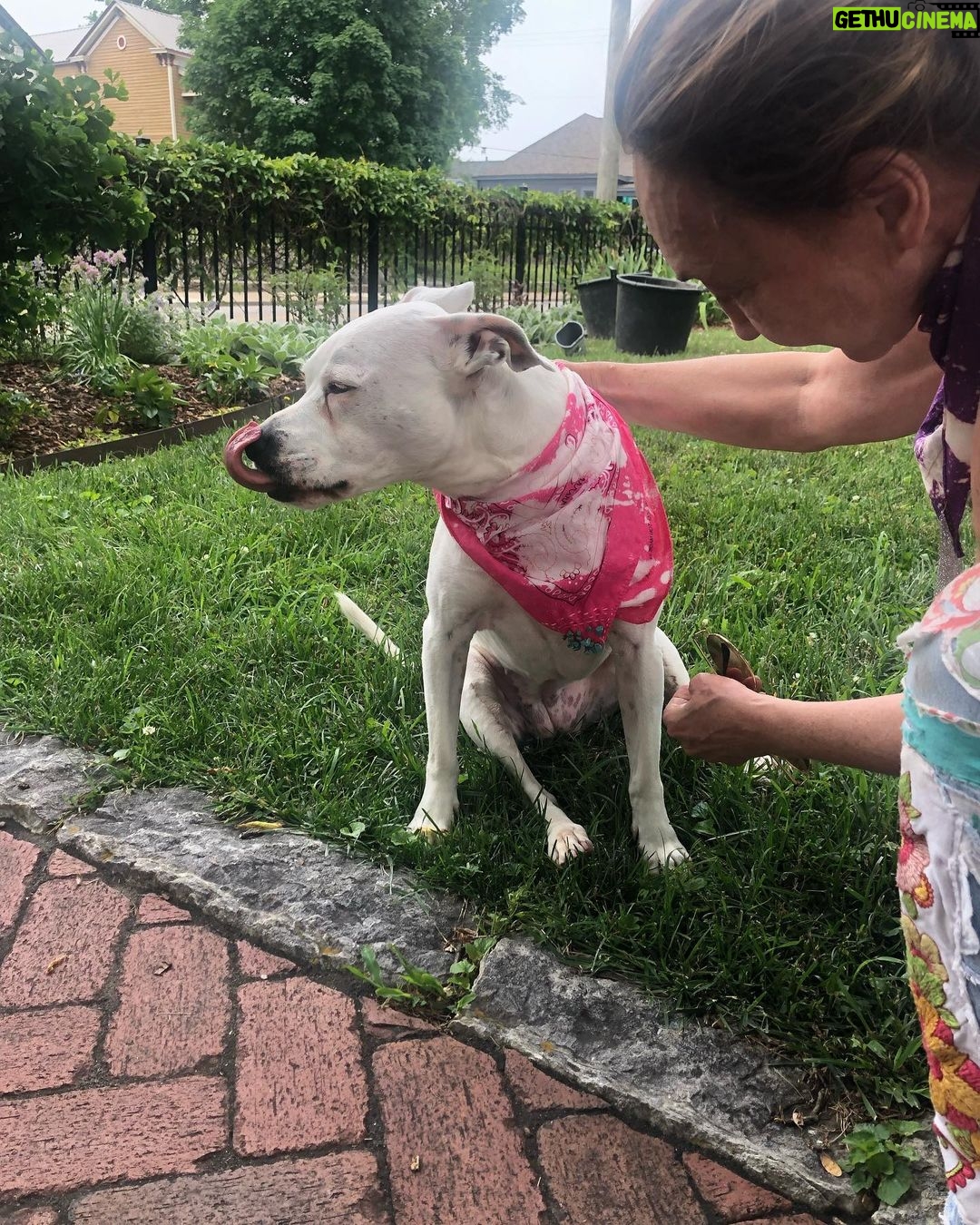 Pam Tillis Instagram - Every day’s a dog day of summer around here in the best sense of the word. Here’s Pearl aka “the best one ever” sporting a bandana by Linda Stowe! #dogsofinstagram #dogstagram #dogslife Nashville, Tennessee