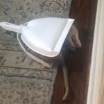 Pam Tillis Instagram - Many of you may not know not only do I sing country music, but to further boost my country ass bona fides, I am starting a possum removal service. My methods are a tad bit unorthodox but I expect my equipment to get better as the business grows. So many career possumbilities! Call now. 1-800-only-kidding I named this little fellar Jones. And the Oscar for Best Furry Performance in the “What’s This Doing in the House” category goes to Jones!