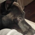 Paola Turci Instagram – Lupo