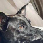 Paola Turci Instagram – Lupo