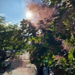 Parisa Fitz-Henley Instagram - “Sights and sounds pull me back down another year. I was here. I was here.” —Tori Amos I ♥️ Brooklyn Image descriptions: 1. Sun shining through a Smoketree 2. A peach growing on a tree 3. Two fuchsia roses cuddling 4. An open and a not-yet bloomed sunflower 5. A Black-eyed Susan flower 6. Two spiny seeds hanging from a London Plane tree 7. A Black-eyed Susan with double petals 8. A cluster of white Smooth Hydrangeas 9. Close up of a Japanese spindletree 10. A red rose