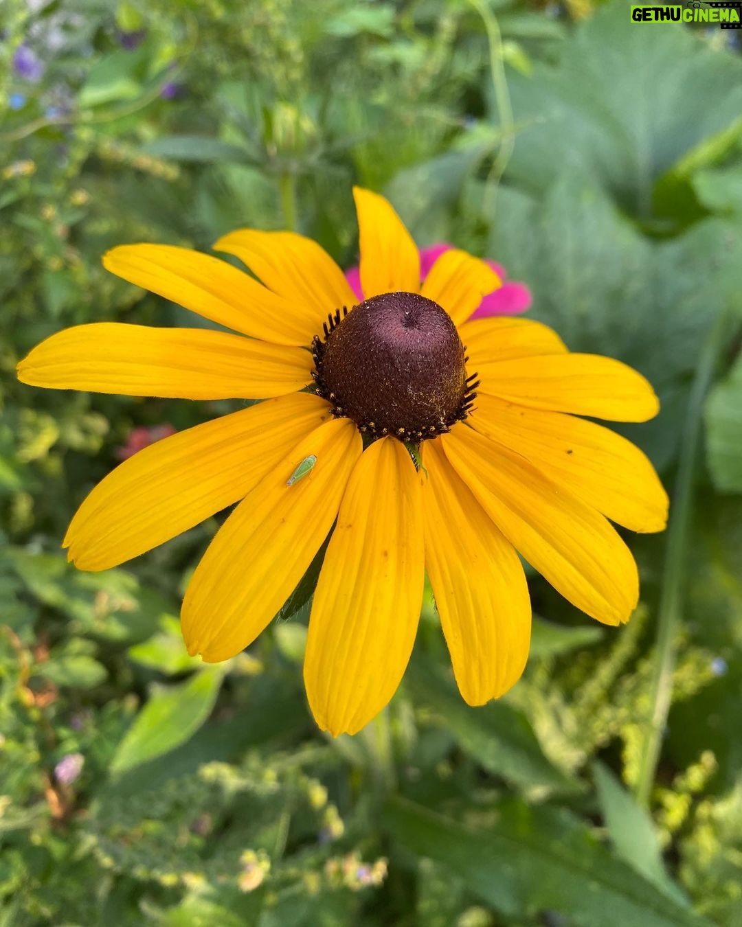 Parisa Fitz-Henley Instagram - “Sights and sounds pull me back down another year. I was here. I was here.” —Tori Amos I ♥️ Brooklyn Image descriptions: 1. Sun shining through a Smoketree 2. A peach growing on a tree 3. Two fuchsia roses cuddling 4. An open and a not-yet bloomed sunflower 5. A Black-eyed Susan flower 6. Two spiny seeds hanging from a London Plane tree 7. A Black-eyed Susan with double petals 8. A cluster of white Smooth Hydrangeas 9. Close up of a Japanese spindletree 10. A red rose