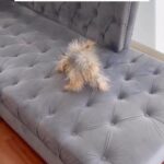 Parisa Fitz-Henley Instagram - My God I laughed till I choked Video description: A creature resembling a a tiny tan porcupine walks around on a gray couch. When it’s name is called it looks up. It’s actually a Yorkie who has been rubbing itself on the couch causing every hair to stand on end. Repost from @writesz.pk • Static Electricity ⚡ . #reels #reelsinstagram #explore #explorepage